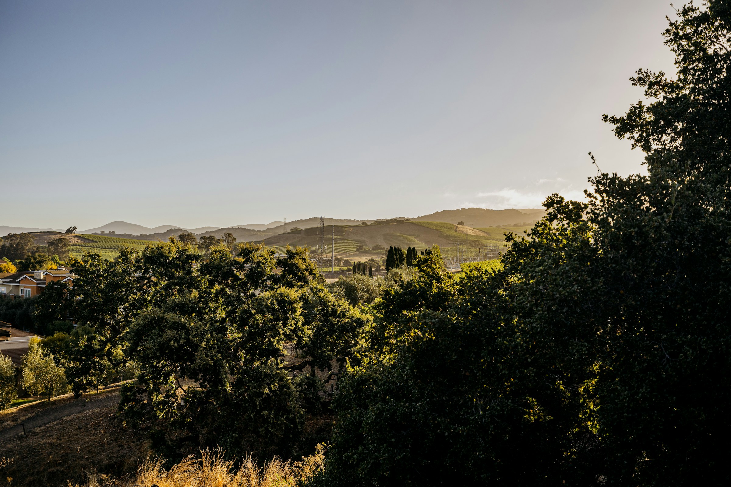 Warm afternoon light across green trees and the hills at the head of the Napa Valley