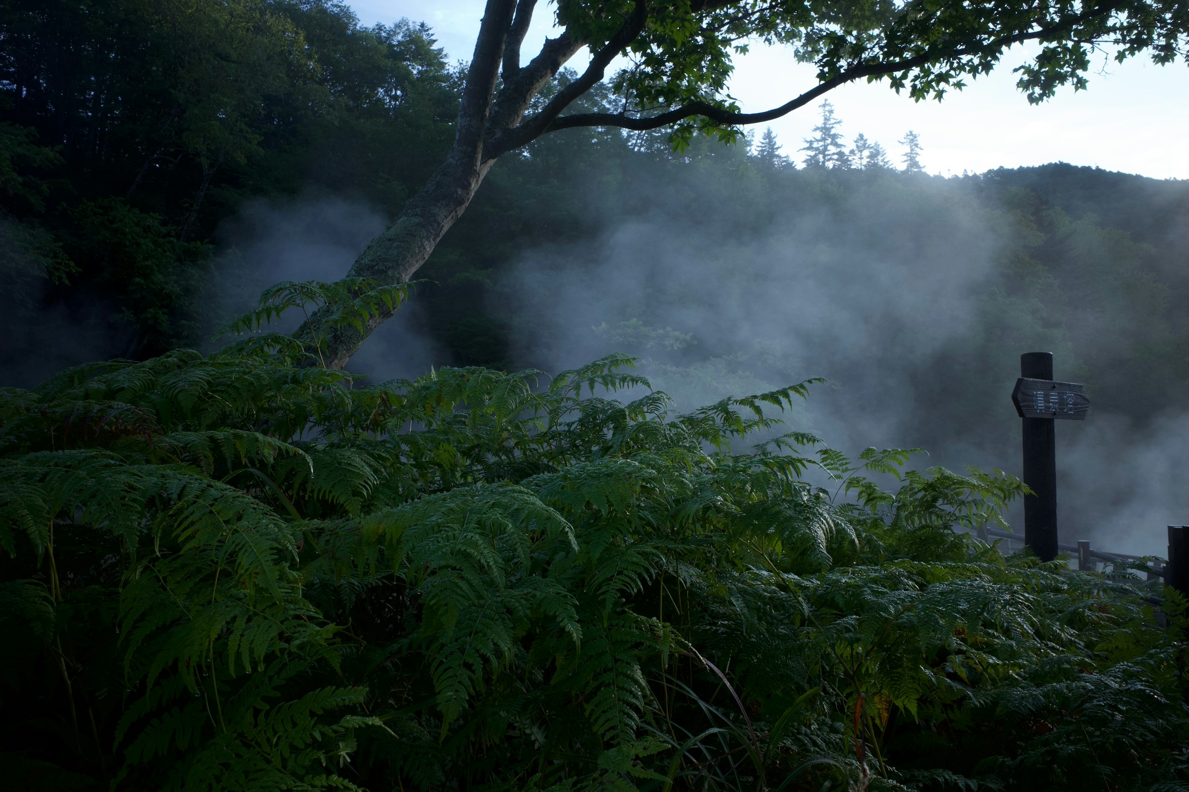 Ferns and tall trees in a forest held in low morning fog
