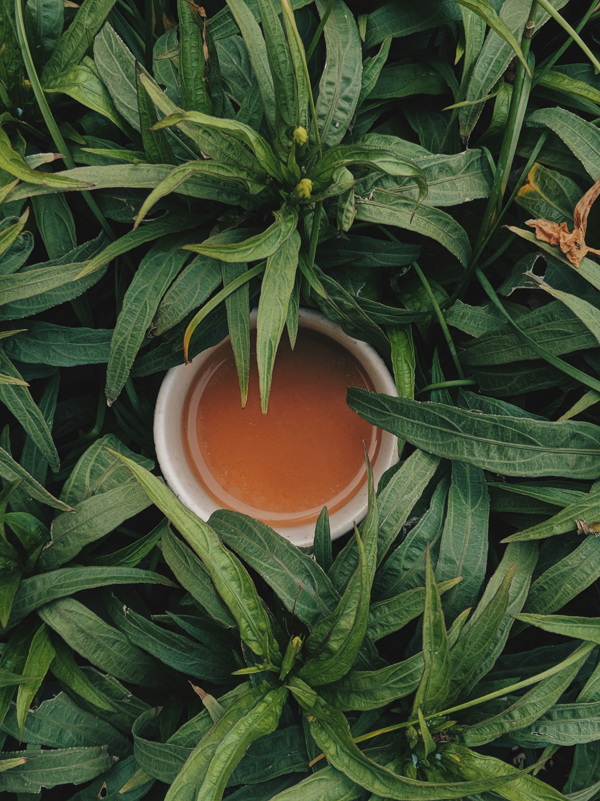 A small white bowl of amber tea resting among dense green leaves