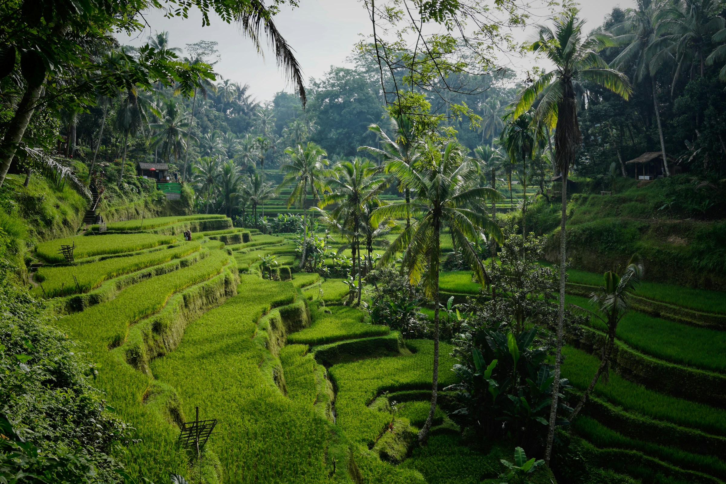Terraced rice fields and palms on a hillside near Ubud, Bali